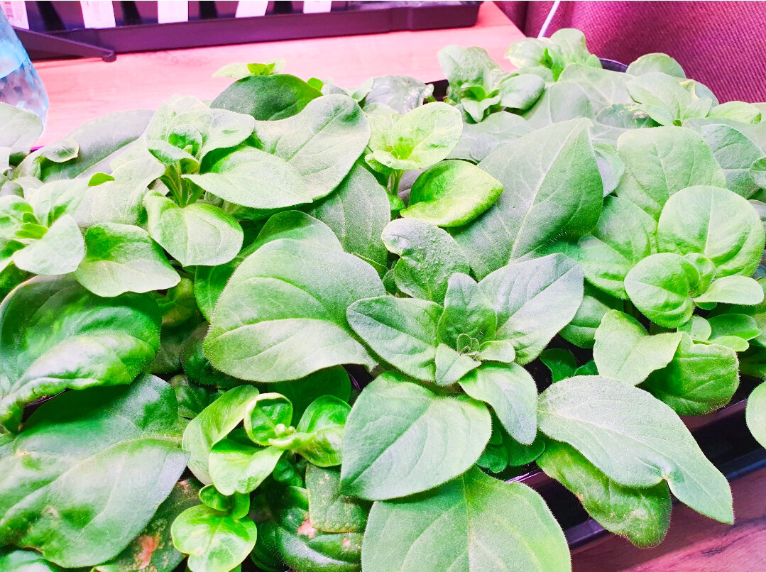 Рассада-то хорошая, но оставлять в таком виде её нельзя