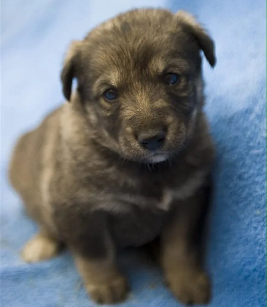 Щенки дворняжки 1. Щенок дворняжки 2 месяца. Щенок дворняжки мальчик. Щенки дворняги 1 месяц. Дворняжка щенок 1 месяц черный.