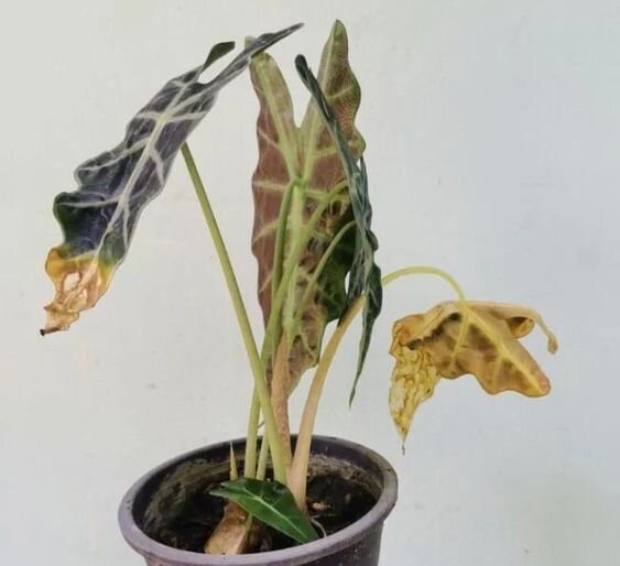 Вот к такого состояния растения можно добиться чрезмерным усердием по увлажнению растения. Тут явно минимум половина корней уже скинута. Фото: pinterest.com