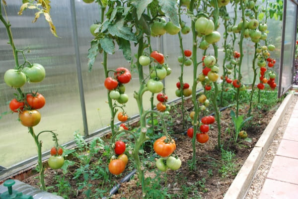 Выращивание томатов в теплице