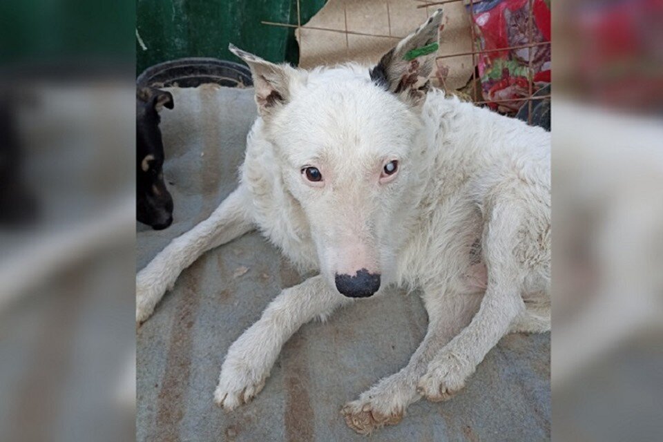     Спасенная дворняга Принцесса оказалась псом Михеем. Фото: Ирина Олейниченко/Вконтакте