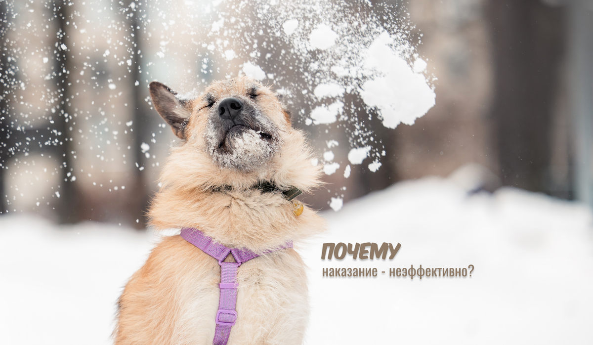 Муха, ищет дом