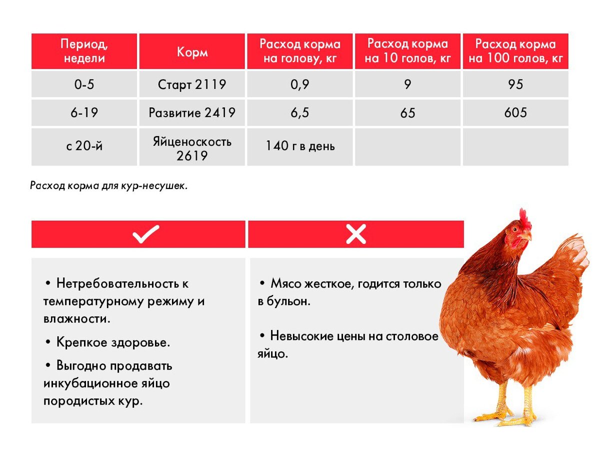 Какую курицу лучше разводить