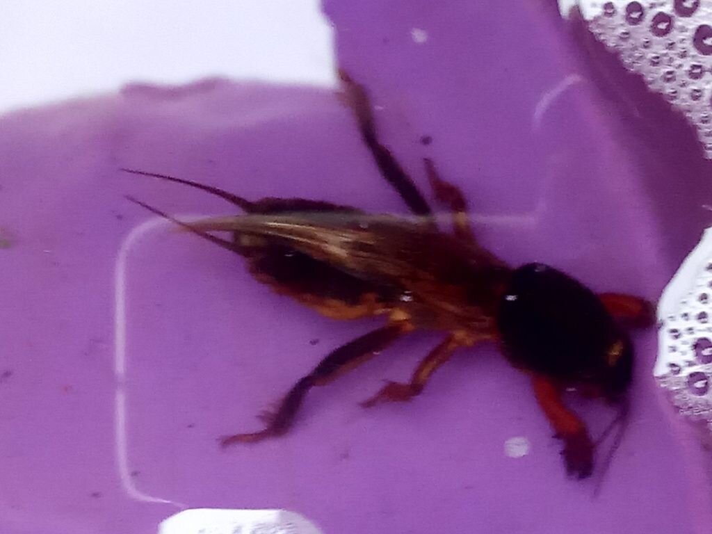  Пойманная медведка в мыльном растворе