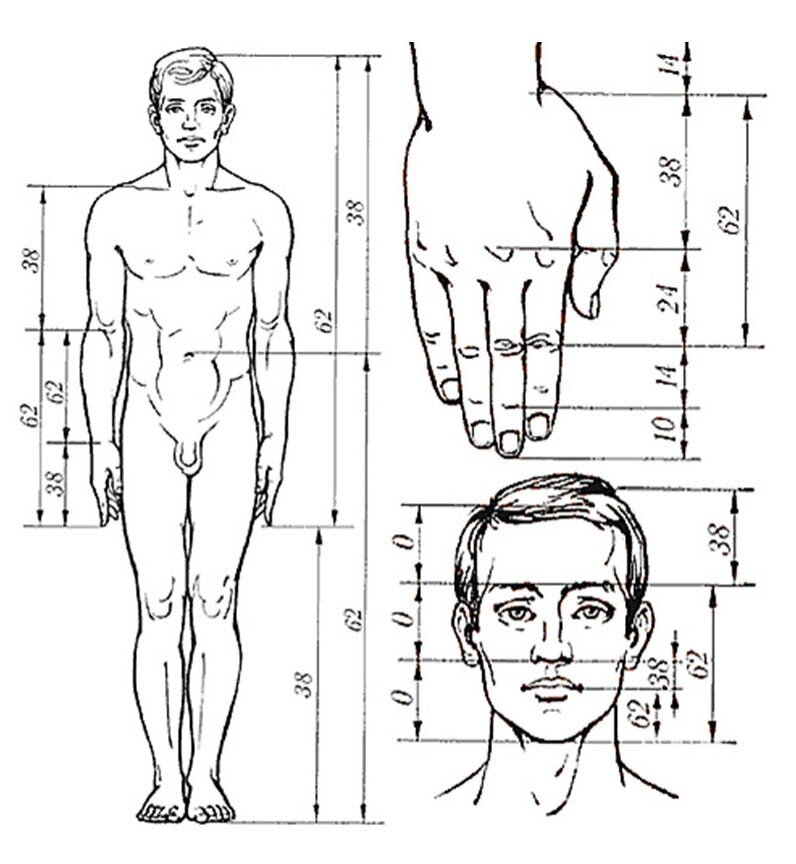 Пропорции какая должна быть. Цейзинг золотое сечение. Золотое сечение человека пропорции. Золотое сечение пропорции тела. Антропометрия пропорции тела человека.