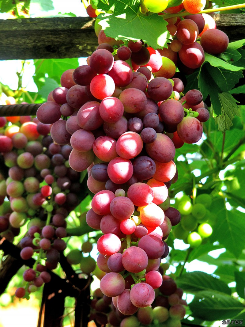 Как ухаживать за виноградом весной чтобы был хороший урожай
