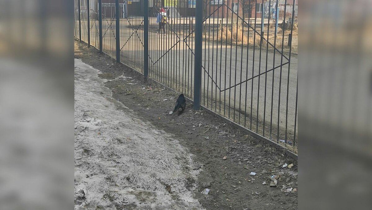     Птица находится на территории автовокзала Большеречья.