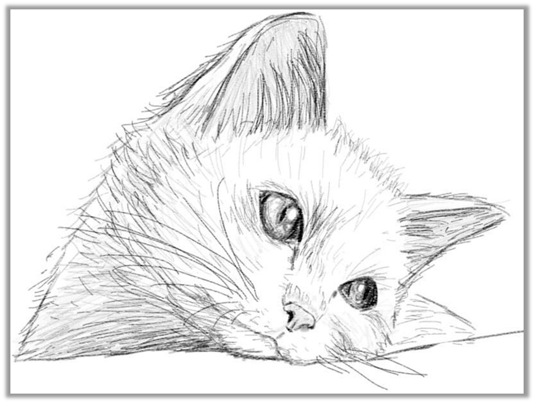 Котенок карандашом поэтапно. Кошка рисунок карандашом. Рисунки котиков. Рисунки котов карандашом для срисовки. Нарисовать кошку карандашом.