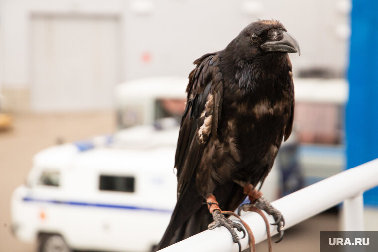    Вороны отгоняли «чужаков» от своего гнезда