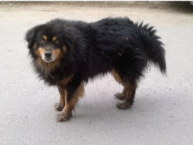 источник pet911.ru
