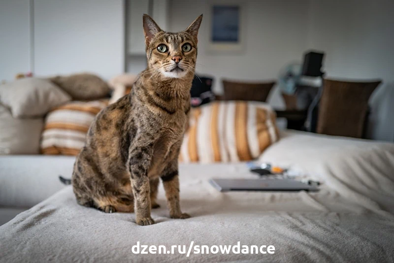 Кошка породы саванна