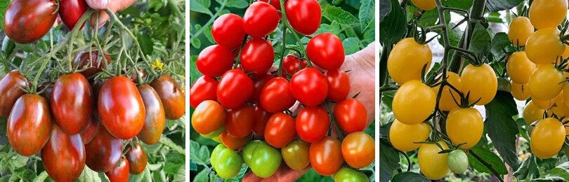 Лучшие сорта томатов для выращивания в теплице и в открытом грунте.Специальные, универсальные, высокорослые и низкорослые.
