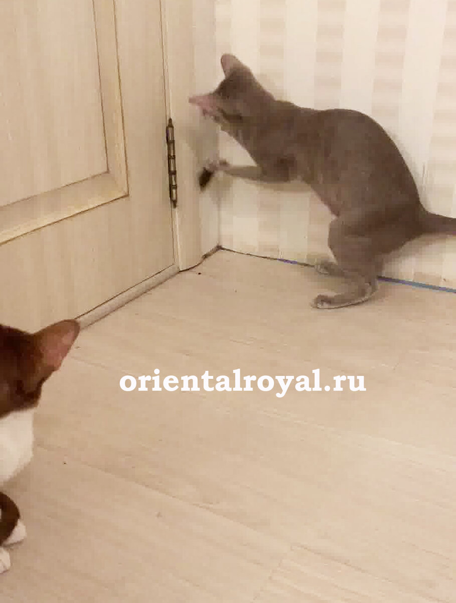 ориентальная кошка Амина играет с мышью