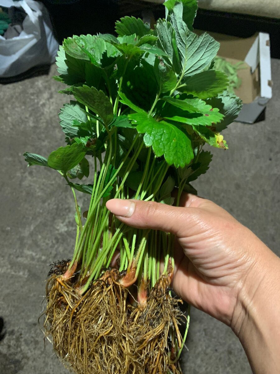 Саженцы Клубника"Азия 