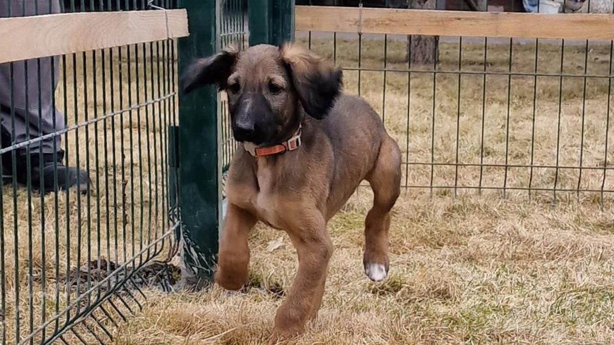    Щенок Наурыз:t.me/bort_01