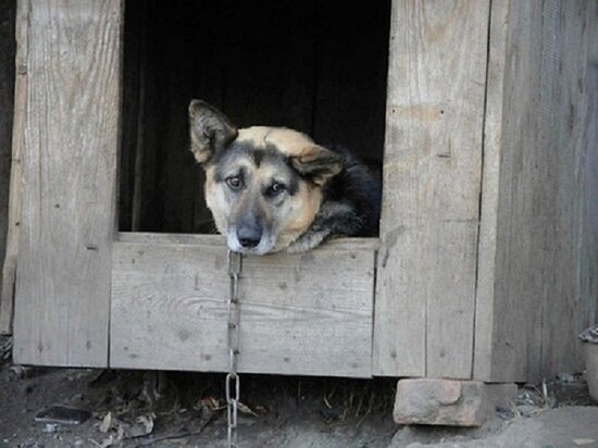     Фото: Андрей Давыдов/МК-Урал.