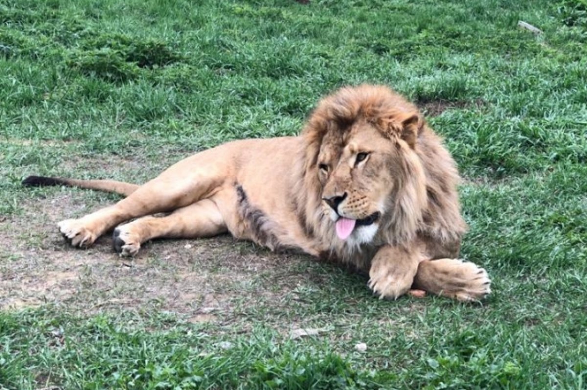 Последние львы. Пензенский зоопарк фото Льва. Лев царь зверей фото. Лев ревнует