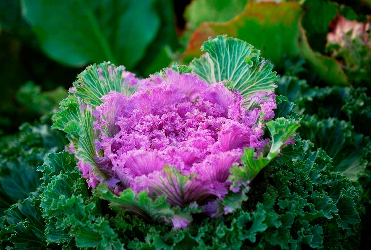 Есть декоративную капусту. Декоративная капуста Brassica oleracea. Капуста Крейн Пинк. Брассика Coral Queen.