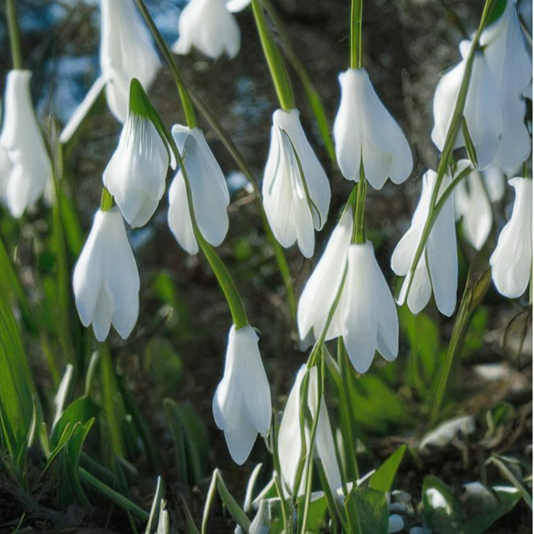 Генерация "подснежники весенним днем"