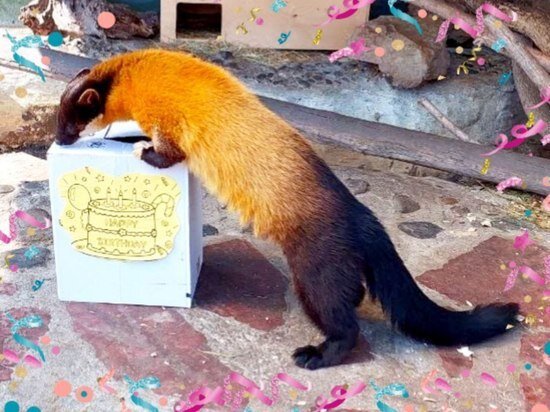     Фото: Зоосад "Приамурский"