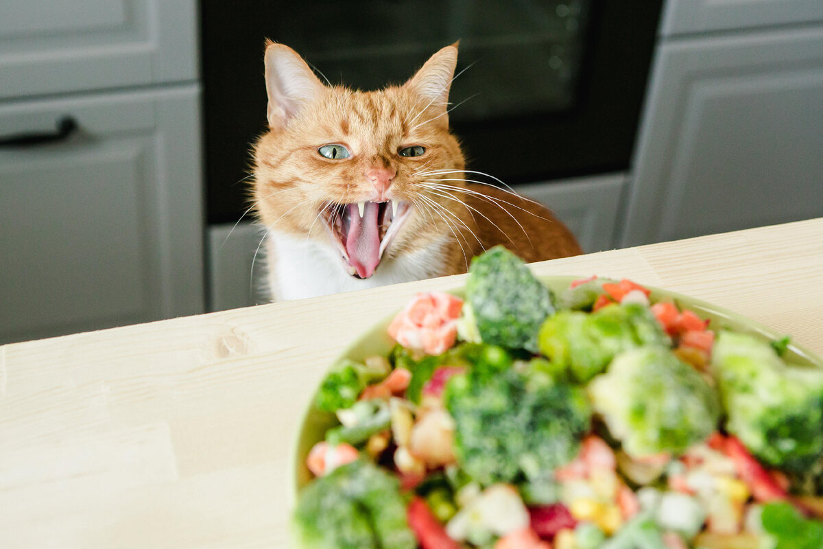 источник фото: https://image.brigitte.de/11498288/uncropped-0-0/a72c5250ff6a18e15bb1610b23dd44d3/oc/veganes-haustier.jpg