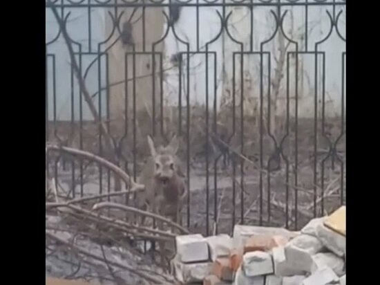     Фото: скриншот видео «Министерство экологии Красноярского края».