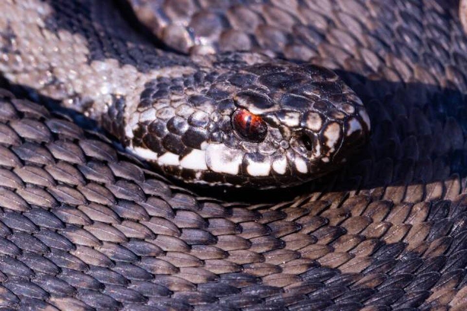     В Петербурге проснулись змеи / Фото: Грибы и Грибники СПб/Антон Кубышкин