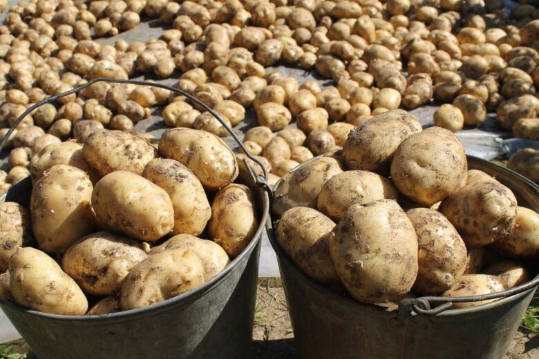 20 кг с куста: какие секреты помогут добиться такой урожайности картофеля