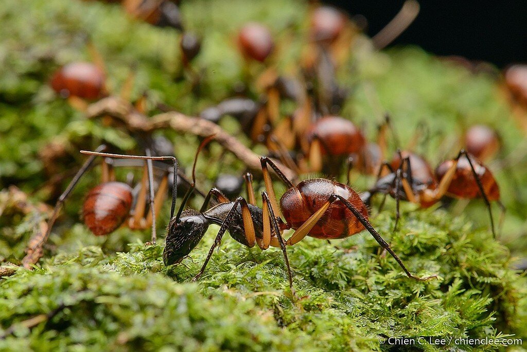 Да, нас мало, но один я стою как 100 рыжих муравьёв! 