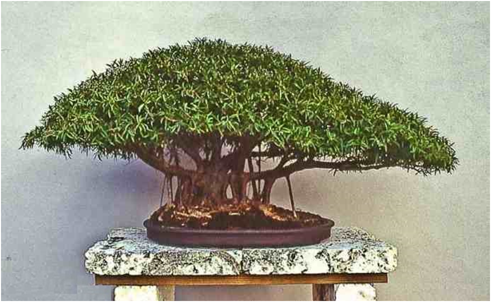 Фикус «Облако» 
Источник:  https://www.bonsaihunk.us/ficusforum/FriendsBonsai27.html
