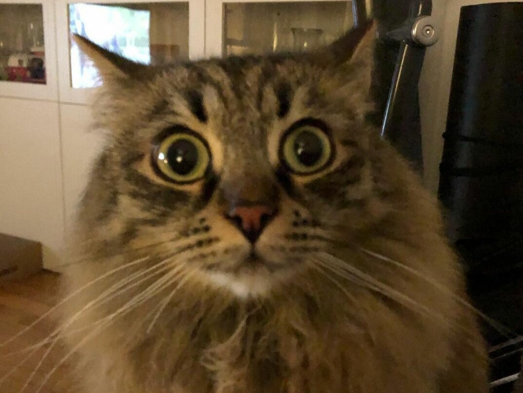 Испуганный кот. Что это за звук???