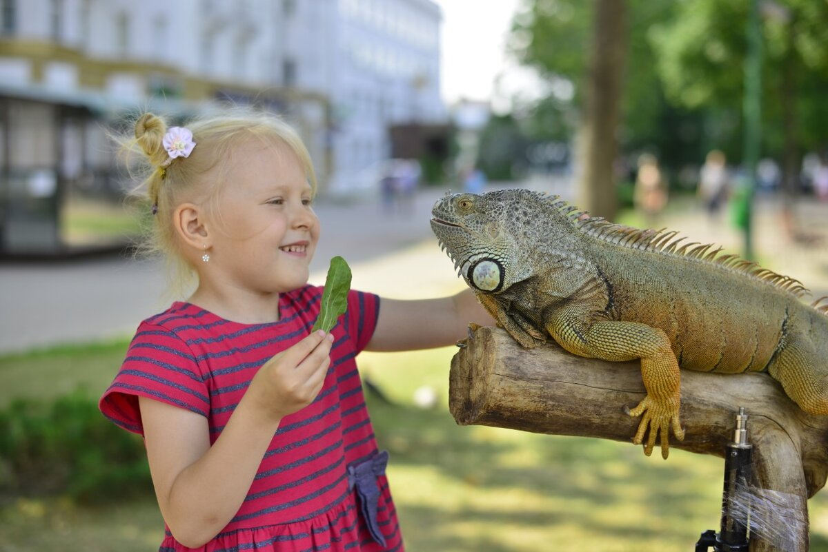 Та самая игуана. Фото Сергея Косилова.