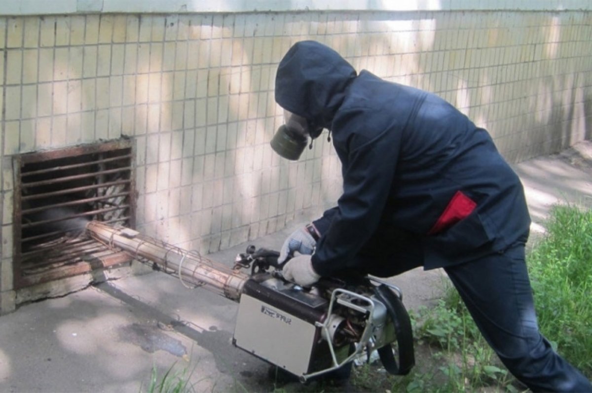    В конце апреля в Петрозаводске проведут дератизацию крыс