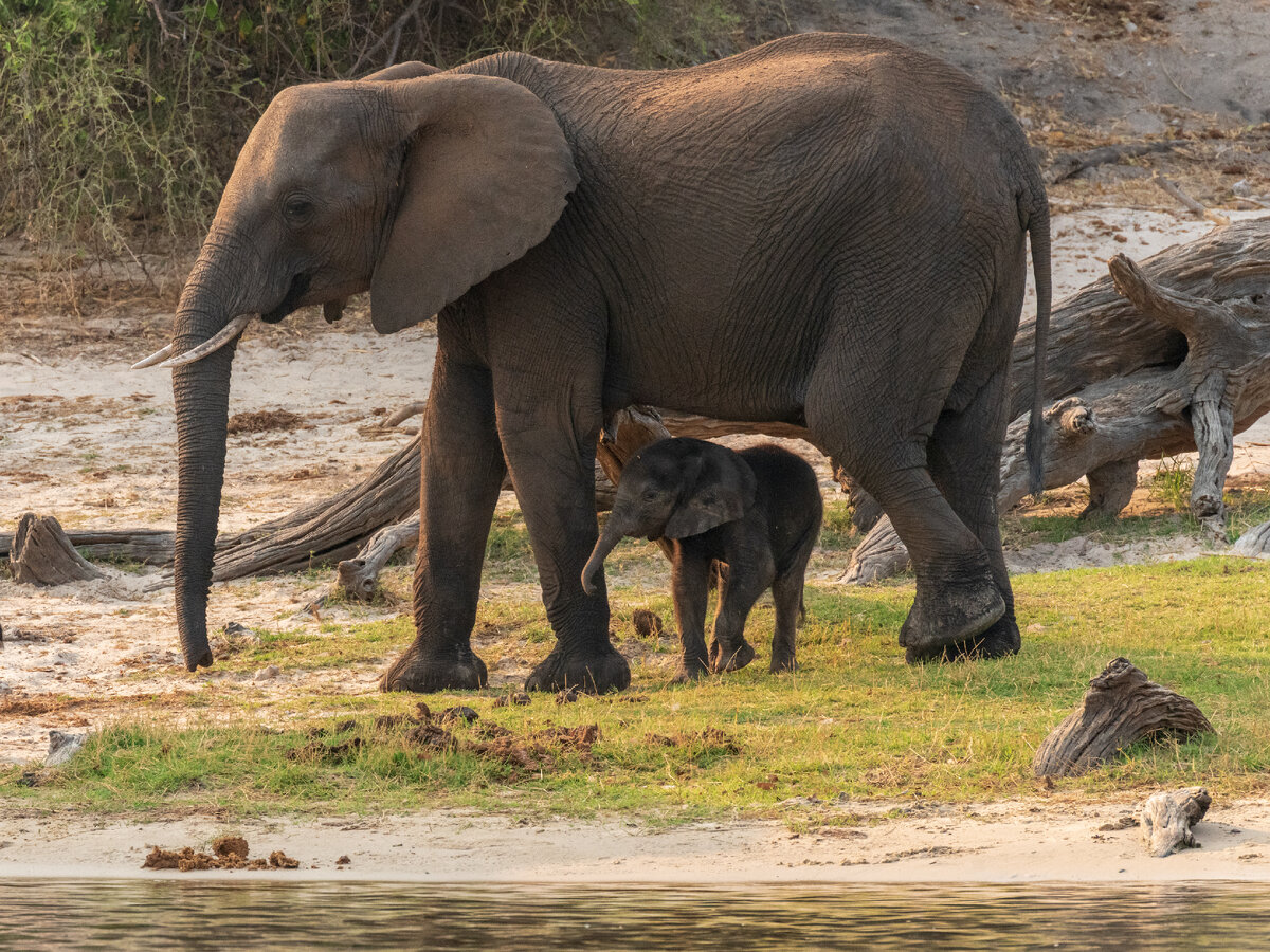 Семья слонов в Африке гуляет по национальному парку Тарангире