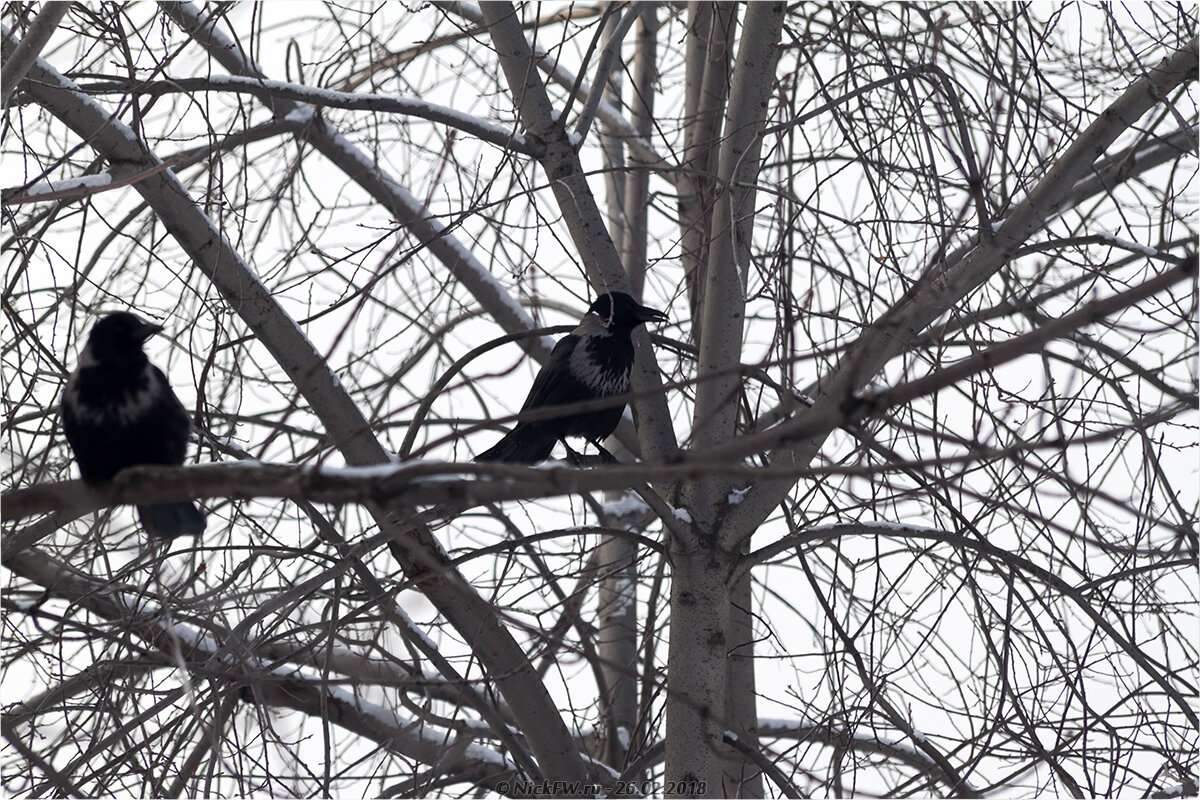 1. Гибридные вороны © NickFW.ru - 26.02.2018г.