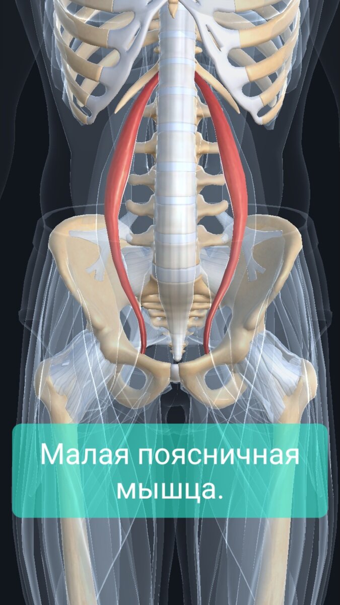 Большая поясничная мышца и квадратная мышца поясницы