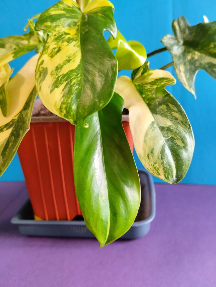 Зелёный лист - фабрика по производству хлорофила! Фото автора.