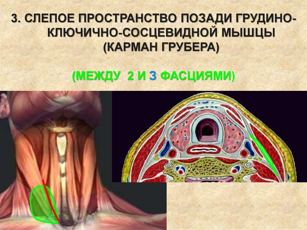 Фото с сайта https://thepresentation.ru/medetsina/topograficheskaya-anatomiya-i-operativnye-vmeshatelstva-na-organah-i-sosudah-shei