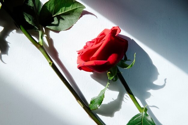 Источник: freepik.com