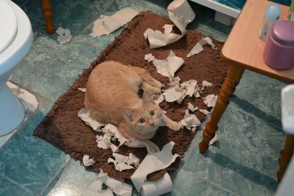 Разбитый кот. Котики хулиганят. Кот разбил. Кот разбил вазу. Кот натворил.