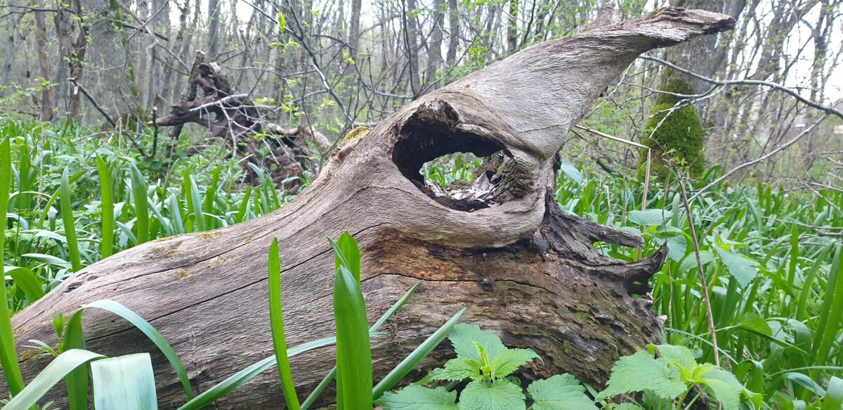 Упало корявое дерево. Фото Елены Лабо