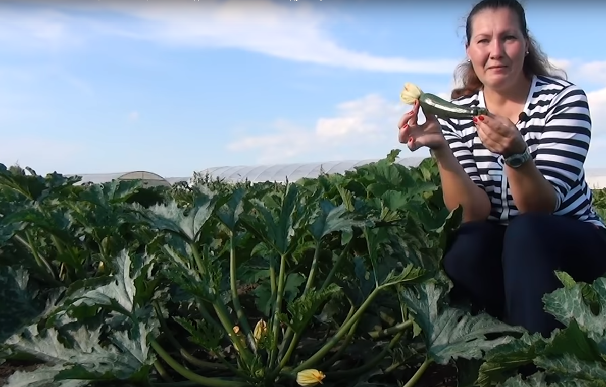 самые ранние сорта кабачков