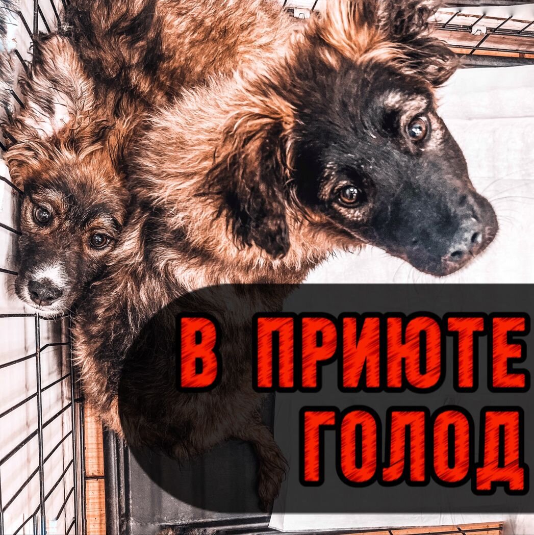 Приют в опасности