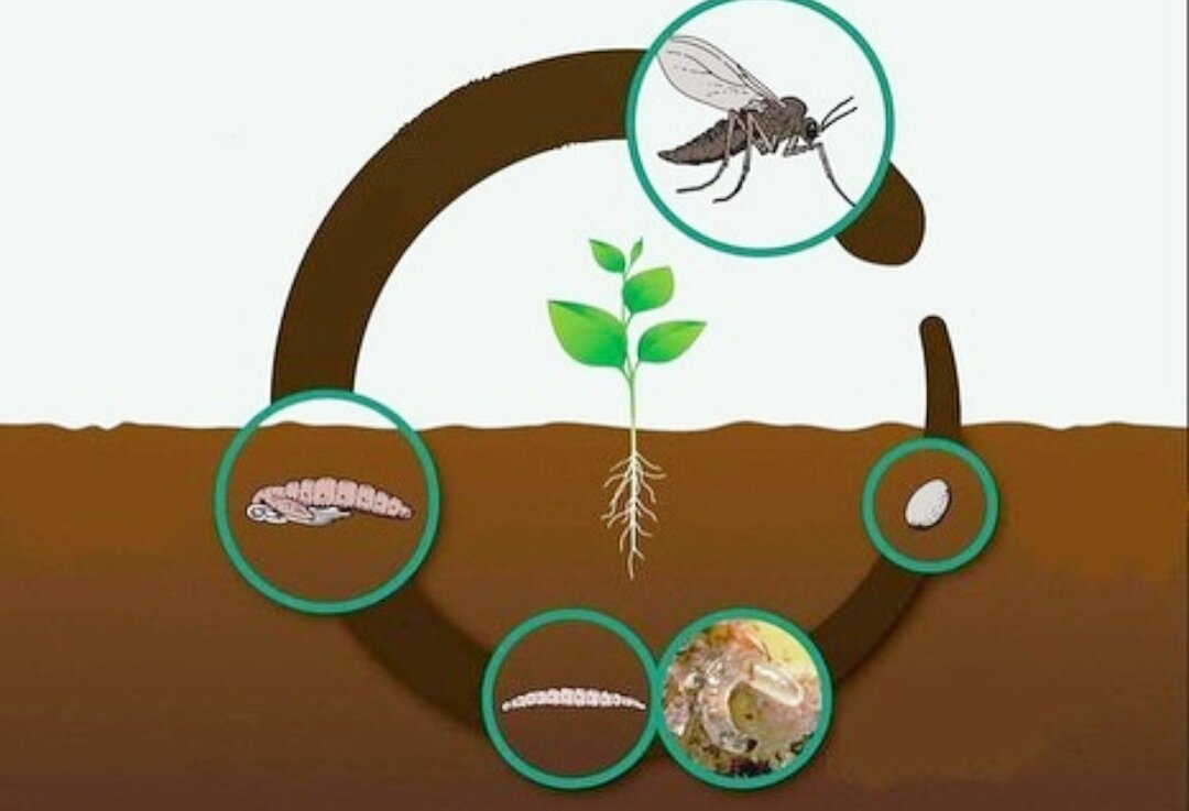 Почему на рассаде появляются мошки и как от них избавиться | Эффективно и  просто — комнатные растения, сад и огород | Дзен