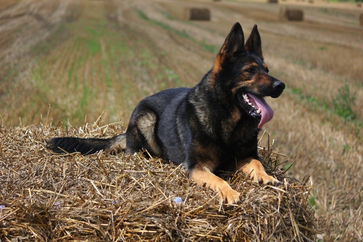 Тесси ШТАЗИ