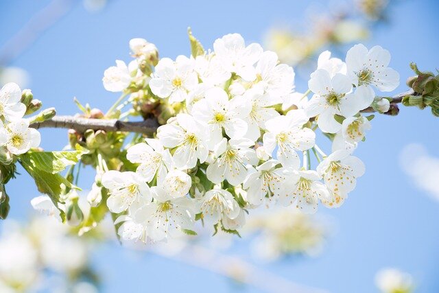 Изображение Viorel Robu с сайта Pixabay 