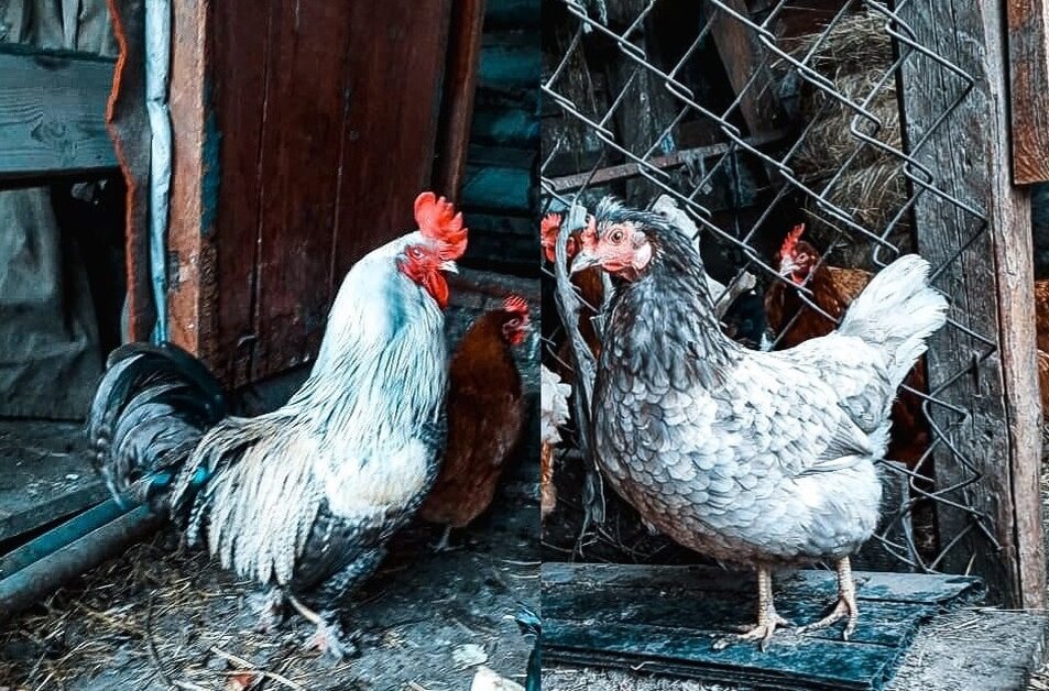 Создательница голубых яиц и её новый бойфренд. 