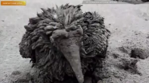 Источник фото: скриншот видео РЕН ТВ