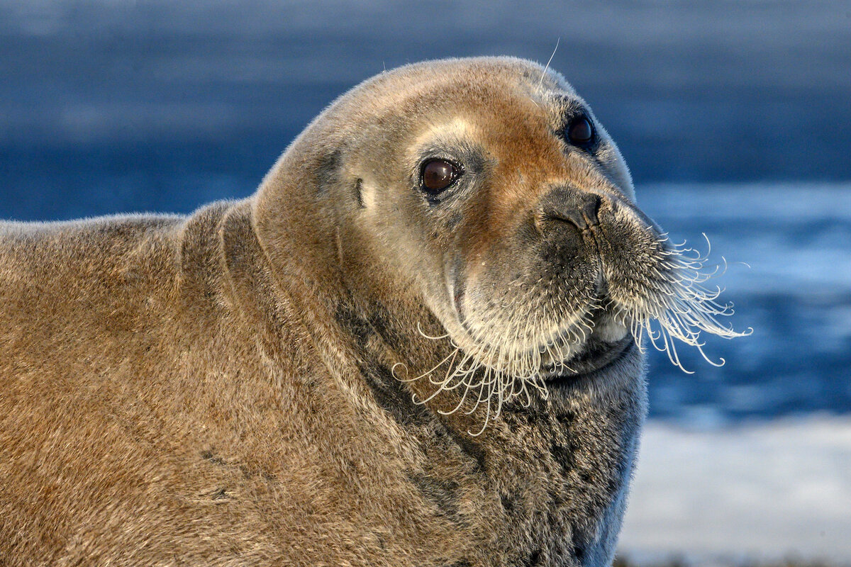 Зайцы без ушей, но морские | Altadive.ru | Дзен