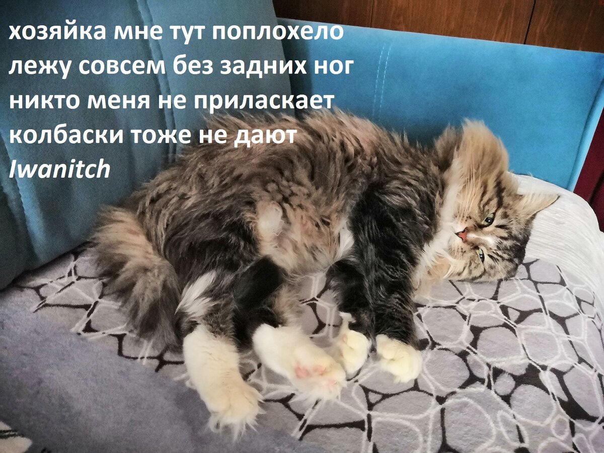 Это он спит, после ночных безобразий.